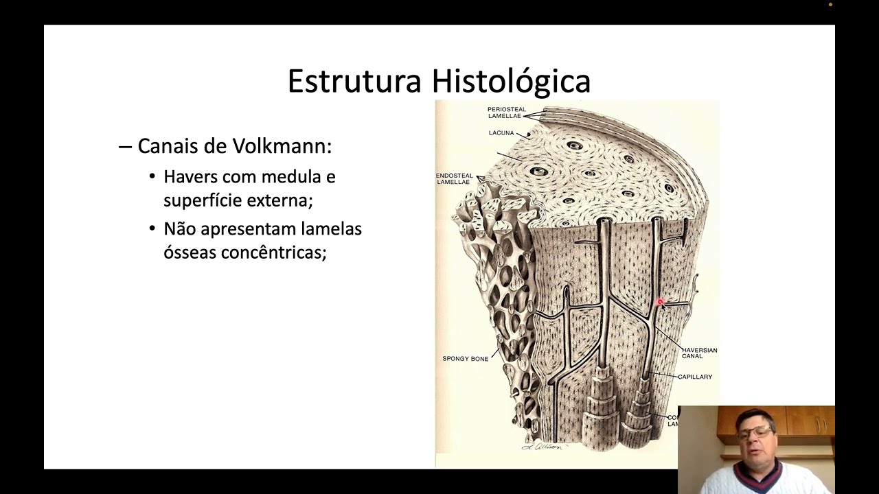 Histologia do tecido ósseo 02 - Classificação histológica, periósteo e endósteo