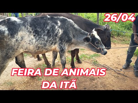 Feira de animais da Itã, Carnaíba-PE (26/04/26)