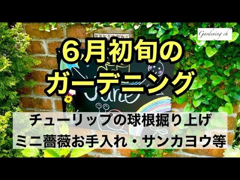 毛むくじゃらのボタンウィード 植物