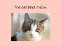 What Do The Animals Say By Hap Palmer