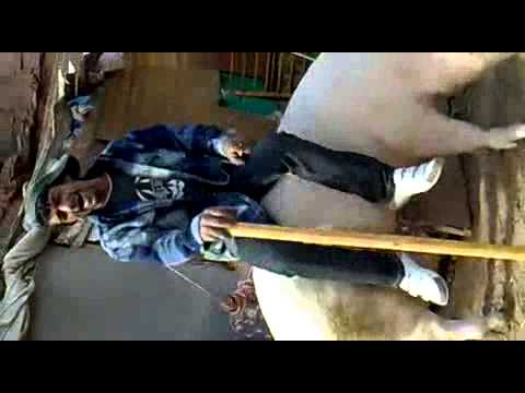 Cantando al cerdo jaja