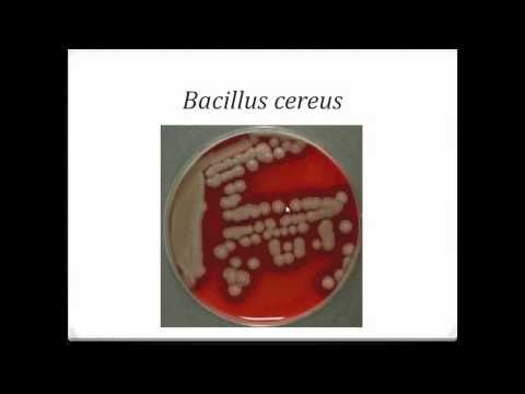 Bacteriology  Gram Positive Bacilli