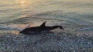 Delfin an den Strand gespült