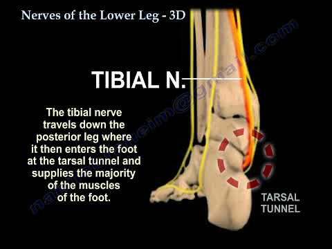Nerves Of The Lower Leg  3D   anatomy