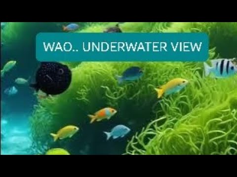 Animasi ikan laut @SEXOBAR