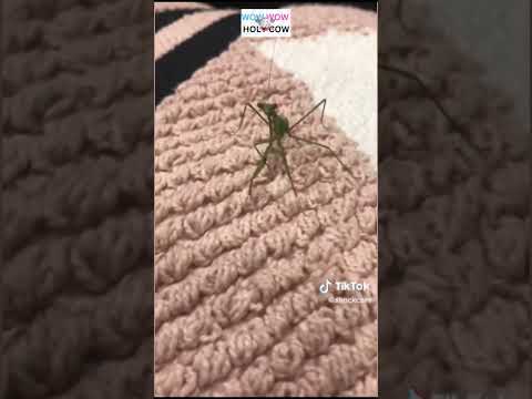 BEST SCARE PRANKS 238 -LAUGH EVERYDAY!!! | #funnymemes #funnyanimals #prankmeme   #prankfail #prank