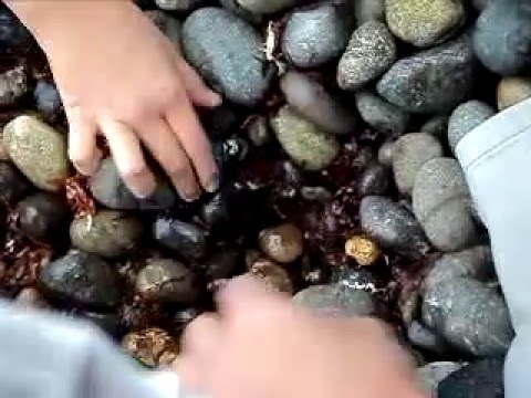 recolectando mini cangrejos en la playa de ancon