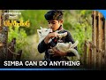 Will Simba win the International Championship? | Oh My Dog | Prime Video India