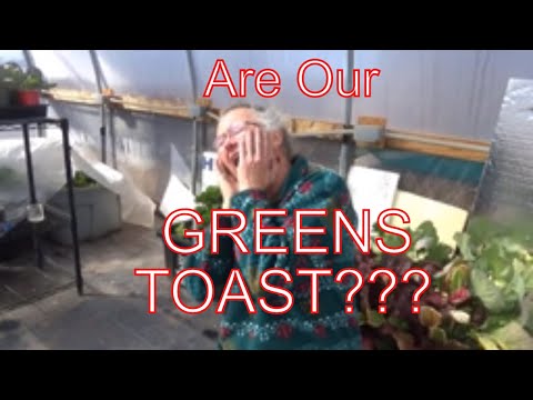 Is Our Salanova Bolting? The Good, Bad, And Ugly