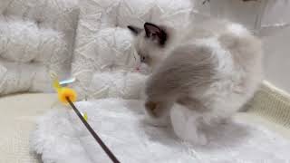 ラグドールの動画01