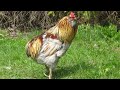 Araucana Chickens | Blue Eggs Rumpless