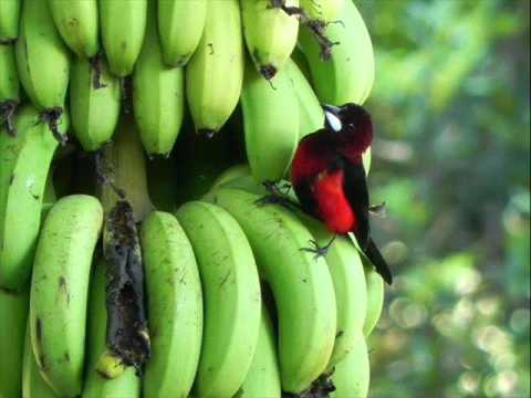 FG Pajarillo Trota Pueblo - Luis Lozada El Cubiro