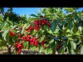Cherry Farming Cherry Farming In India Cerry Ka Paudha Kaise Ugaen Cherry Ki Kheti Kaise Karen