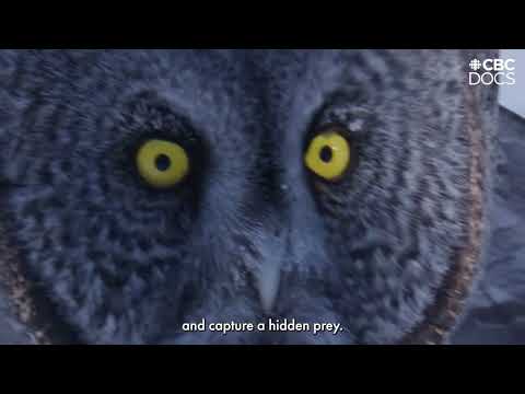 Secret World of Sound | Premieres Feb 15 on CBC and CBC Gem | The Nature of Things