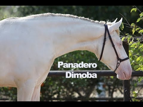 Panadero Dimoba (Publicado el 17-6-2018)