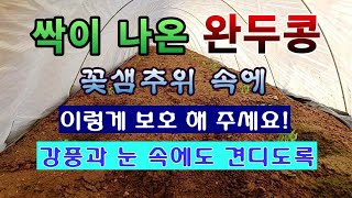 [텃밭농부 1,805]  싹이 나온 완두콩이 꽃샘추위에 피해를 입지 않도록 보호 해 주는 방법. #완두콩재배