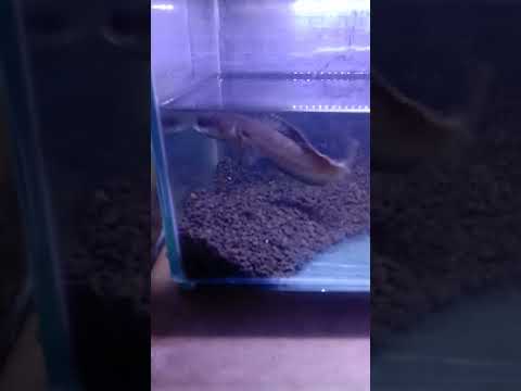 ikan limbata, walaupun air cuma dangkal tetap berani flaring #channa ##shorts