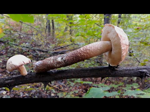 Berba gljiva - Pola Sata