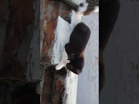 My kittiess grown upp