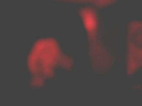 CALOTE - ZAZUEIRA (JORGE BEN JOR)