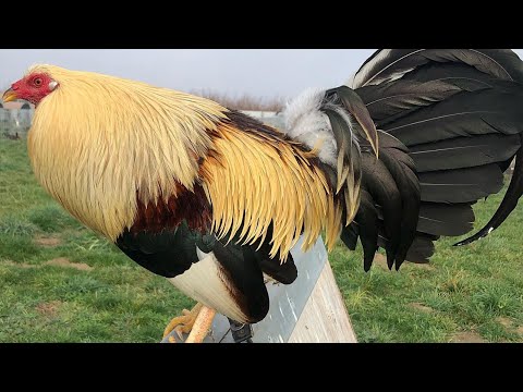 Beautiful Birds !! Chocolate Grey Albany Grey Rock Farm | Farm Visit