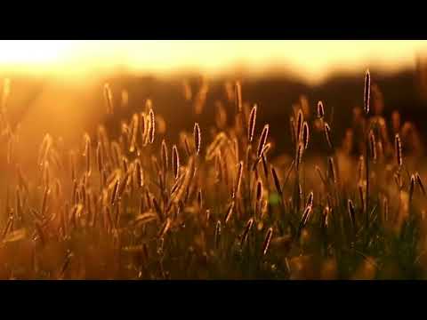 IWC presents Cultivating equanimity part 2 with Philip Davidson