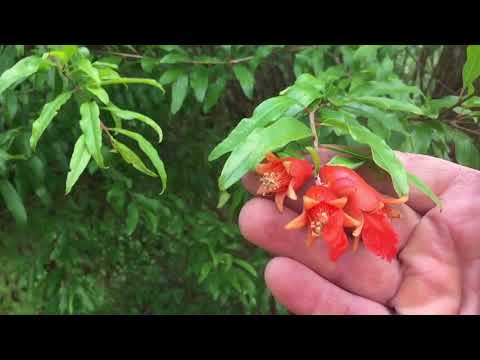 download lagu mp3 mp4 Pomegranate Flower Uses, download lagu Pomegranate Flower Uses gratis, unduh video klip Pomegranate Flower Uses