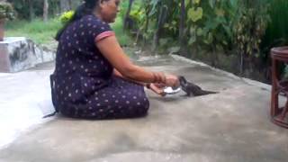 preview picture of video 'sita kandel with her pet (koyal female bird)'