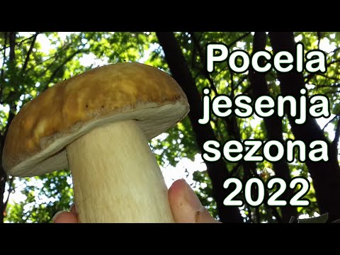 Ponovo Pocele | Pecurke | Jesenja Sezona | Vrganji i Blagve | Berba Gljiva | 2022