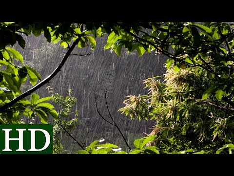 Rain Sounds and Forest Sounds - Relaxing Sleep