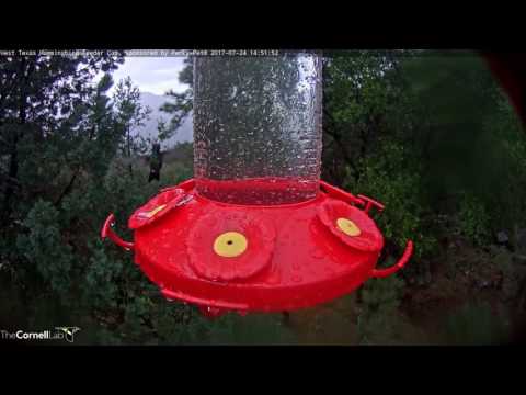 Broad-billed Hummingbird Makes First Appearance on the West Texas Hummingbird Cam – July 24, 2017
