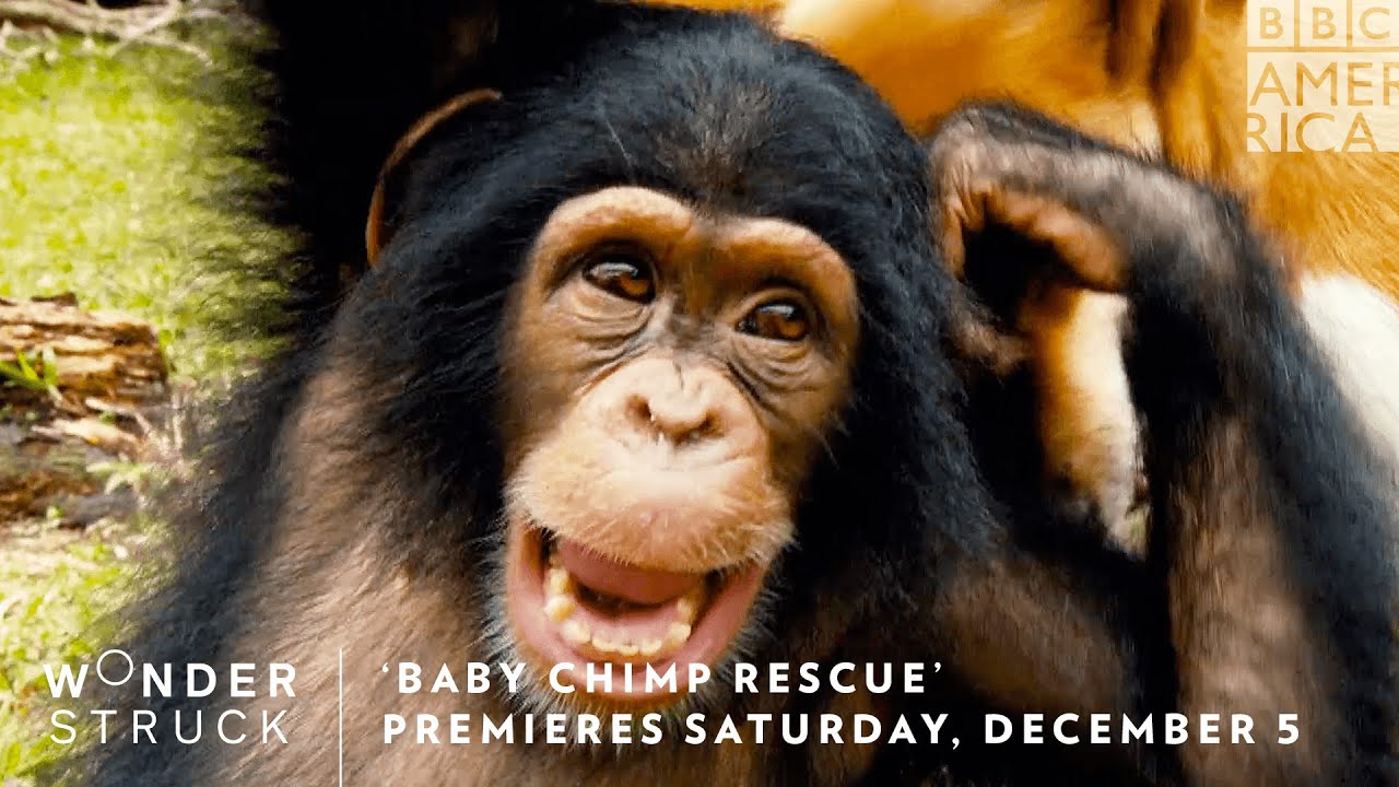 'Baby Chimp Rescue' Premieres Saturday, December 5 🐵 Wonderstruck | BBC America