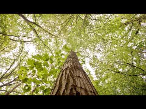 Sabin Drăgoi (1894-1968): Doina (1925)