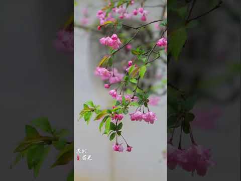 Spring, The season of Flowers 💐 | The First Flowers of 2024 | #youtubeshorts #flowers #Spring #2024