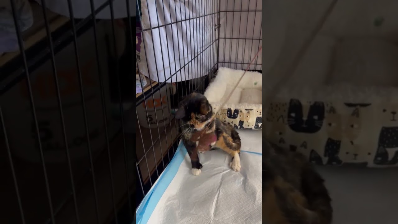 Enlarge Maizie, an adoptable Domestic Short Hair in Renton , WA video 6/6