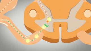 Le réflexe myotatique