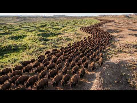 They Released Bison Into a Desert Degraded for Over 100 Years