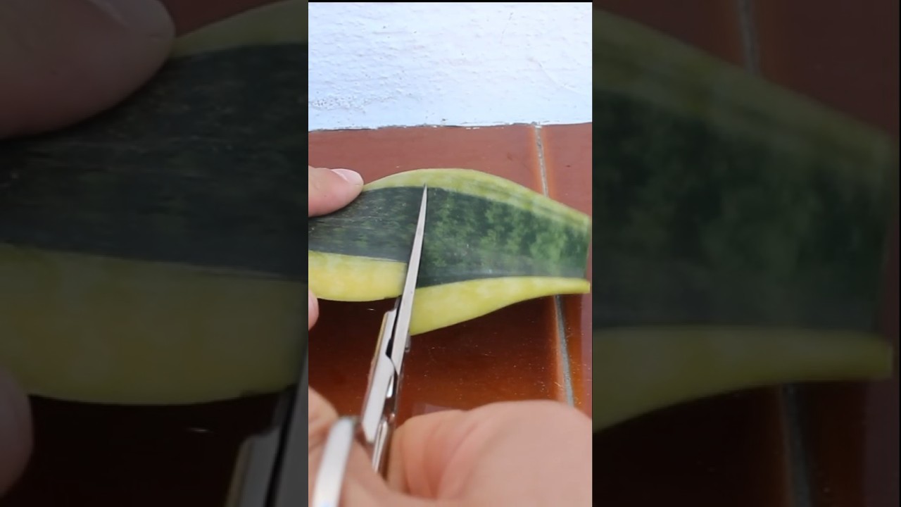 3 CURIOSIDADES que quizás NO sabías sobre la reproducción de la Sansevieria