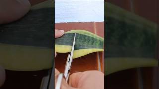 3 CURIOSIDADES que quizás NO sabías sobre la reproducción de la Sansevieria