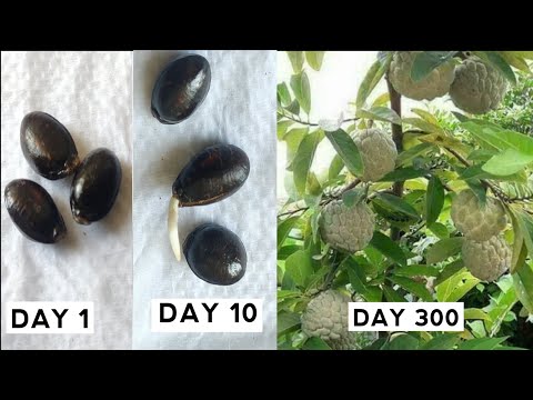 How to grow custard apple tree frome seeds easy | custard apple seeds  germination methods