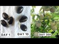 How to grow custard apple tree frome seeds easy | custard apple seeds  germination methods