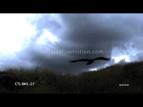 Golden Eagle Slow Motion Flight Silhouette shot on Phantom HD Gold - 6 Shots