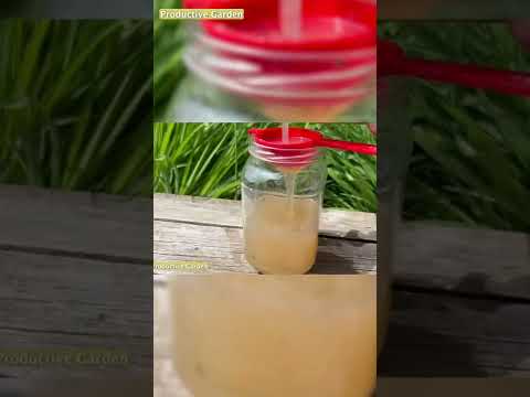 THE BEST FEED FOR CUCUMBERS