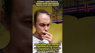 Download lagu KENAPA KACER BAGONG NANGKUR DIKATAKAN OVER BIRAHI, ITU HANYA ISTILAH KOK mp3