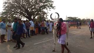 preview picture of video 'Karur Rowdy | Dharapuram rackla race'