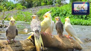 Download lagu Cute cockatiels are talking together by the stream. They are look so happy. Cockatiel funny talk! mp3