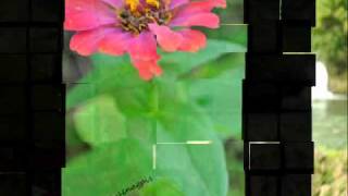 When You Know - Shawn Colvin (OST: Serendipity)