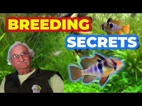 German Blue Ram — Mikrogeophagus ramirezi kompletný care tutorial