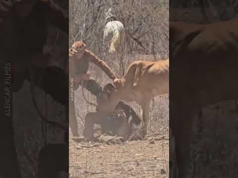 Um pouco da tradicional pega de boi de Jutaí, Distrito de Lagoa Grande PE, Terra dos Vaqueiros.
