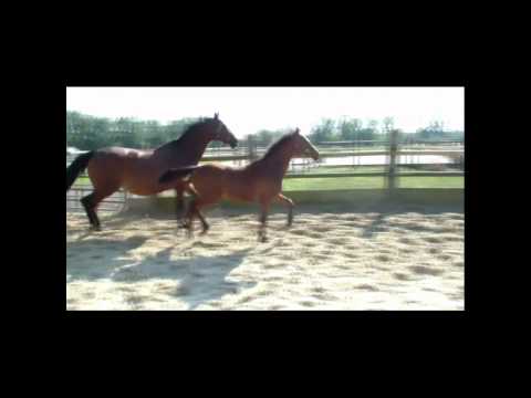 Venise von Vitalis x Rosenkavalier x Maitanz xx *25.03.2012